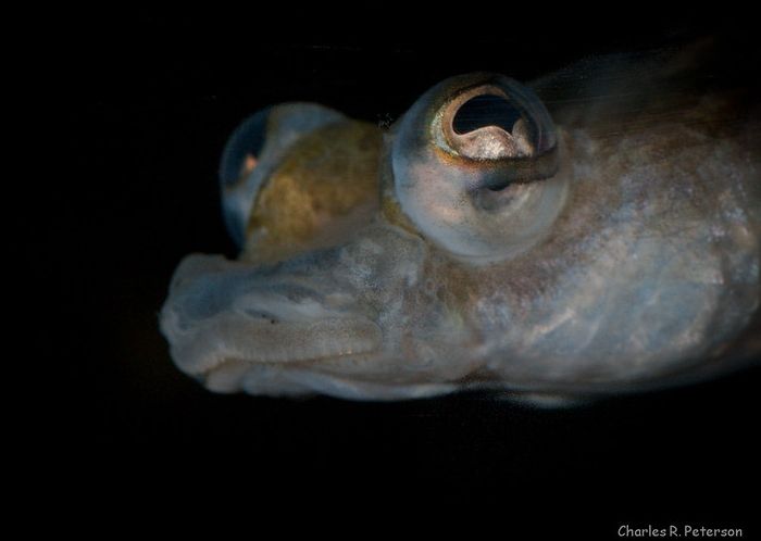 los ojos mas extraños del reino animal