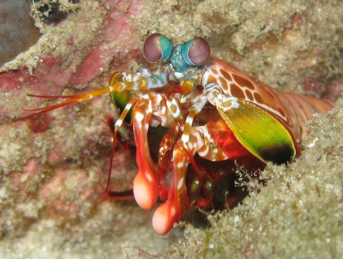 los ojos mas extraños del reino animal